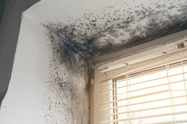Affordable Mold Remediation solutions in Elmont, NY